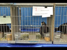 Concurso de Palomas 2012